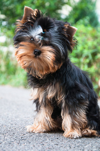 年轻的约克郡犬，在草地上