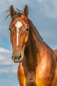 马头在天空图片