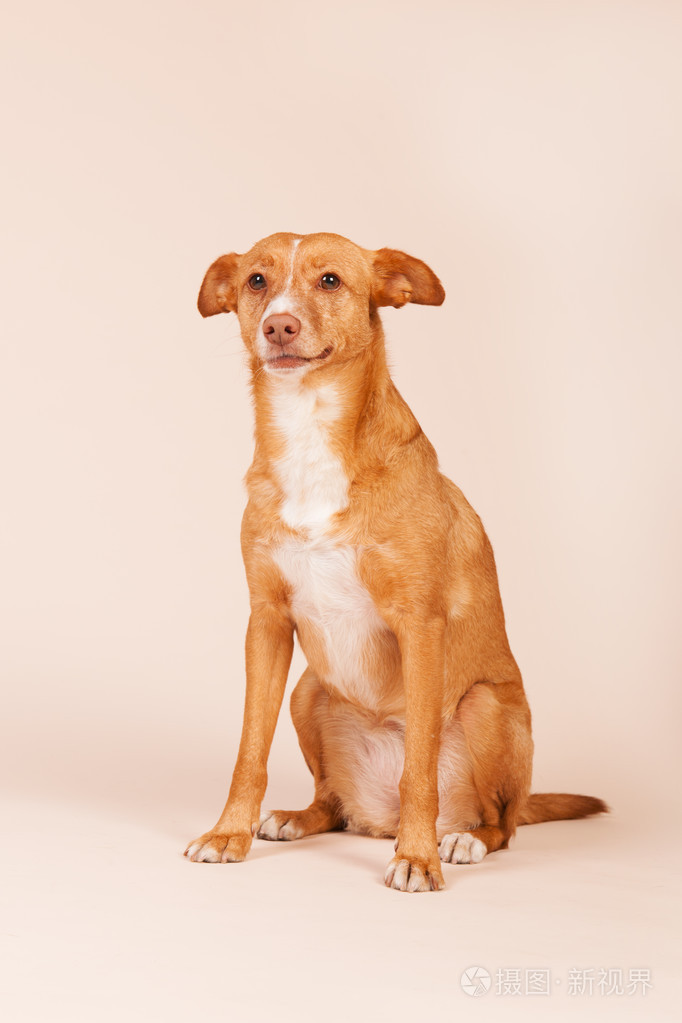 安达卢西亚猎犬