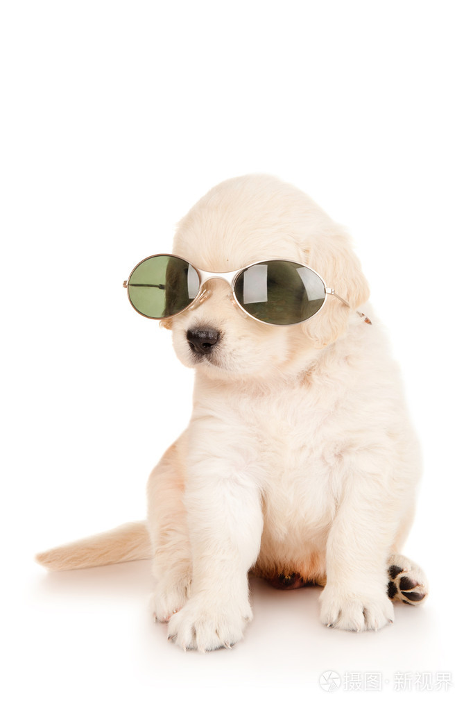戴着眼镜的金毛小狗