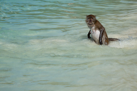 一只猴子,猴子海滩在岛皮皮岛,泰国照片