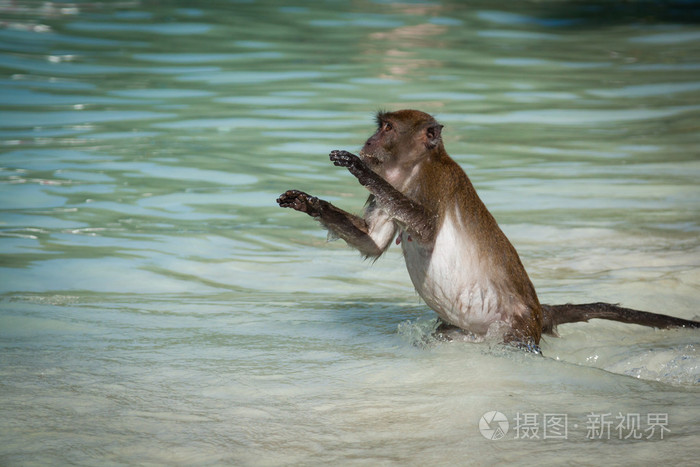 一只猴子猴子海滩在岛皮皮岛泰国