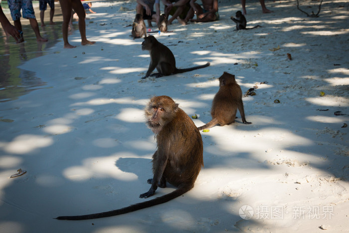 一只猴子猴子海滩在岛皮皮岛泰国