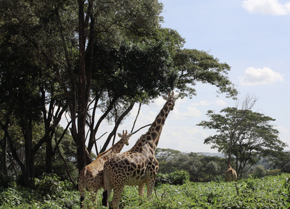 在内罗毕的长颈鹿储备