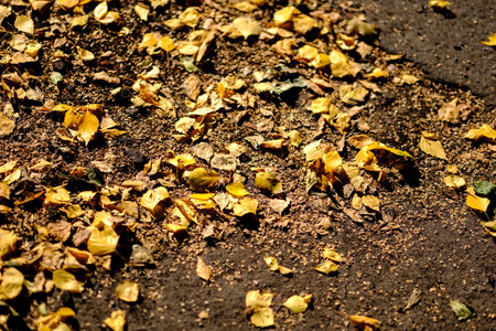 秋季用严酷的太阳光铺设在沥青上的黄树叶子