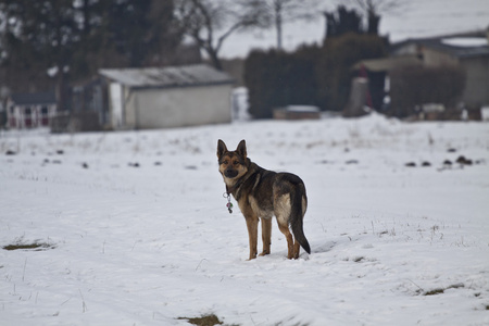 在雪中的牧羊犬