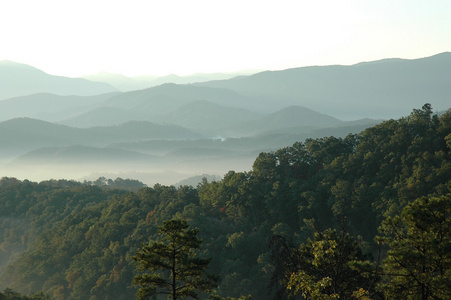 山树顶