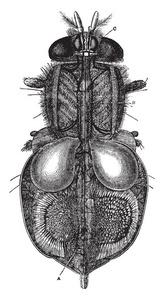 这张图片代表昆虫的循环和呼吸器官, 复古线条画或雕刻插图