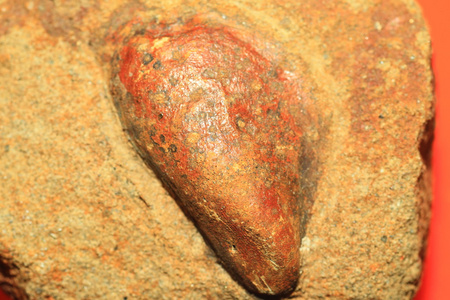 在日本的双壳类动物的化石
