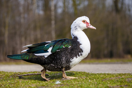 走路的鸟七彩鸭子走路侧身照片