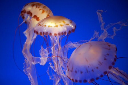 在蒙特利湾水族馆果冻鱼