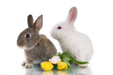 小兔子和鲜花图片