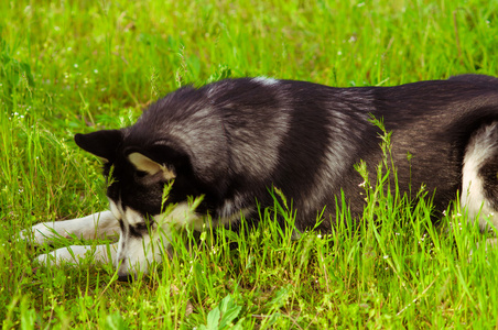 赫斯基狗在绿色草地上