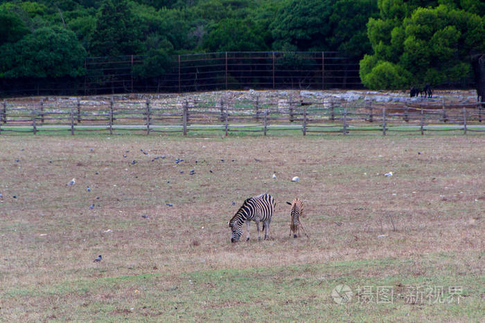 斑马和她的幼崽正在抓草和休息