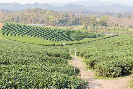 乌龙茶茶农场