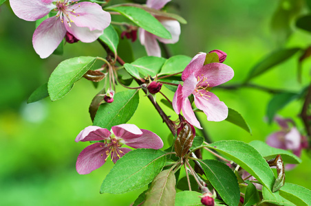 苹果树花