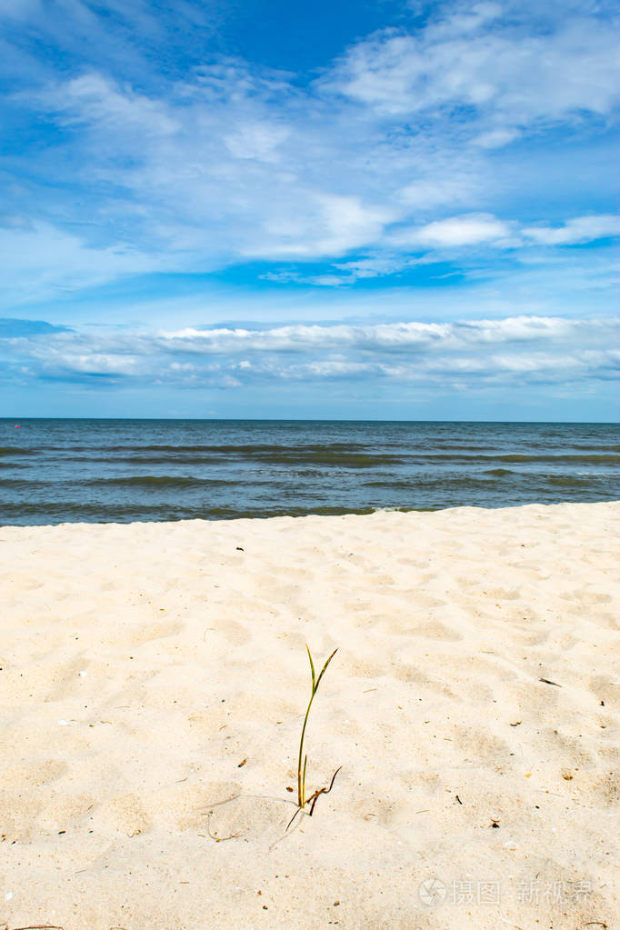 海边的沙子上的小树