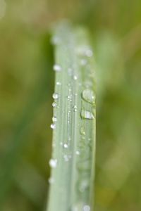 雨草叶片上的分数