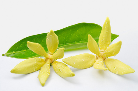 依兰鲜花图片-依兰鲜花素材-依兰鲜花插画-摄图新视界