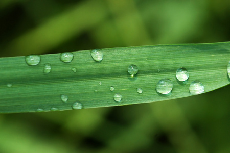 雨草叶片上的分数