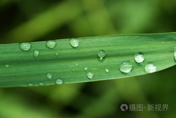 雨草叶片上的分数