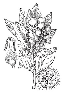 一张图片显示 Pointleaf Manzanita。Arctostaphylos 木姜子是点叶 manzanita 的常用名称