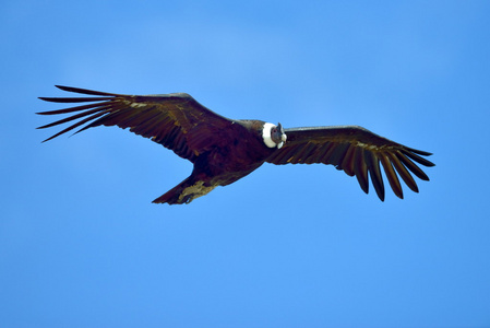 安地斯神鹰 内 gryphus 飞行