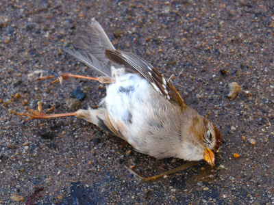 河的死的胳膊图片