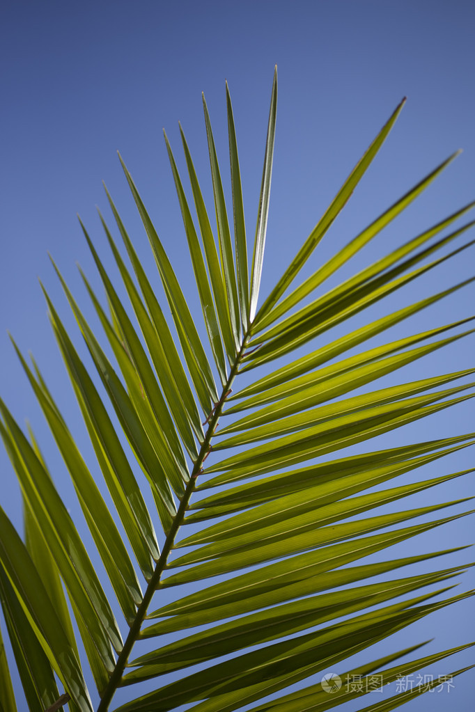 棕榈叶