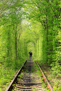 在森林里的绿色隧道