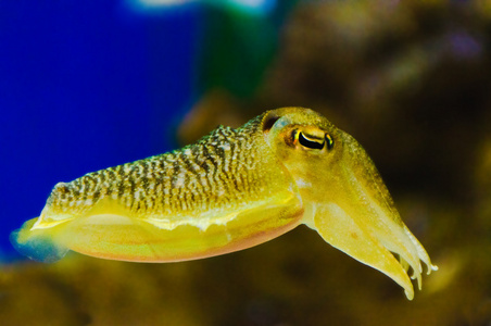 在水族馆里的鱿鱼照片