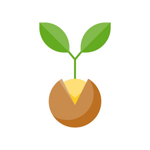 杨桃树苗图图片