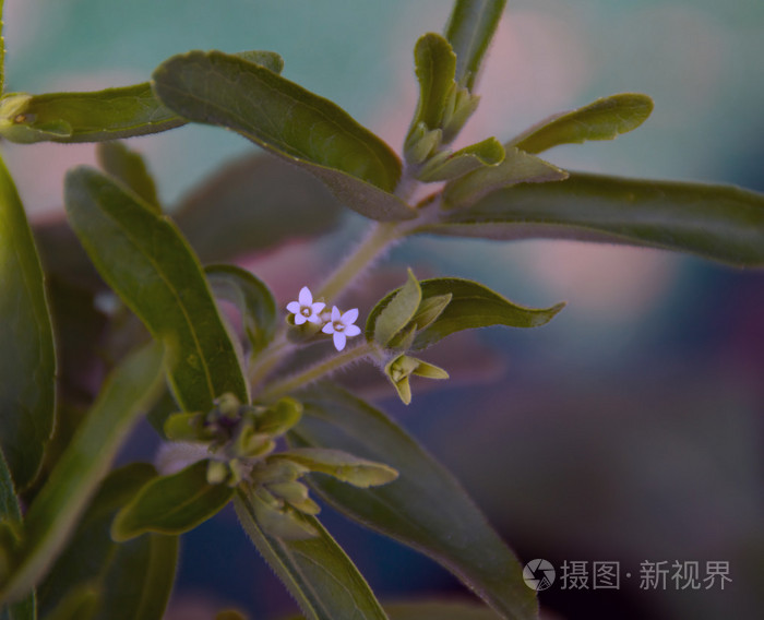 甜叶菊植物在开花