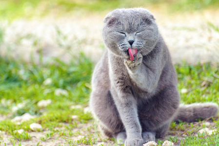 灰色女性苏格兰折叠猫在绿色草地上的舌头外