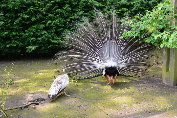 孔雀和孔雀求偶舞