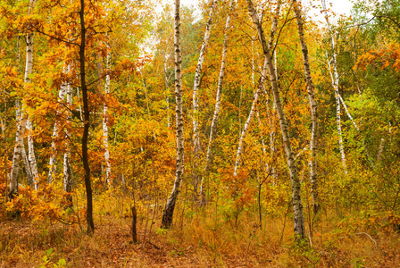 红色寂静的秋天森林, 金黄自然背景