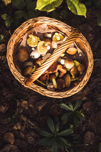 蘑菇柳条篮子在森林里觅食