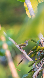 鸟 普通 tailorbird 鲜艳的小鸟, 明亮的绿色上身和奶油下部栖息在一棵树上的自然野生