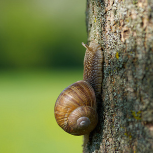 在花园里的蜗牛图片