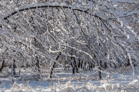 冬天雪公园树木