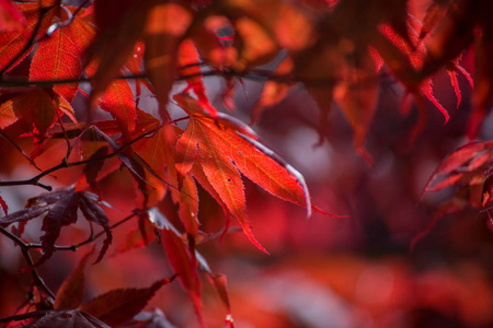 多伦多高公园的红叶给我一抹颜色