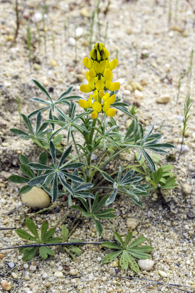 羽扇牛肝菌comunly称为年度黄河卢平于欧洲南部地中海地区的原生植物