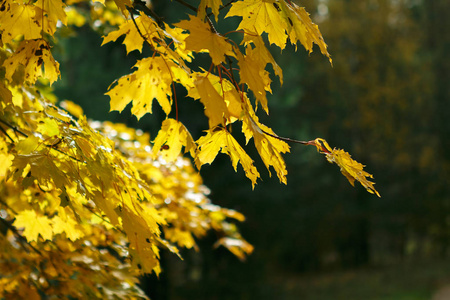 秋天森林里的森林里有黄叶的秋树