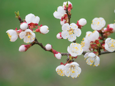 盛开的杏树枝, 花白花