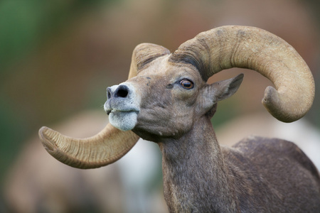 沙漠与树木和死羊动物的土地清真寺剪影与山羊的开斋节, 光滑的沙漠