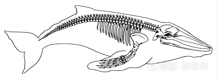 鲸鱼的骨骼复原图图片