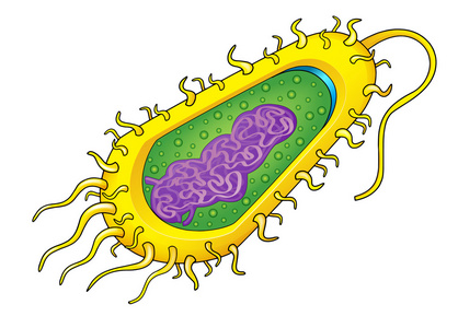 细菌细胞