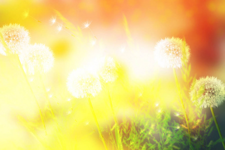 蓬松蒲公英的花，夏天风景背景