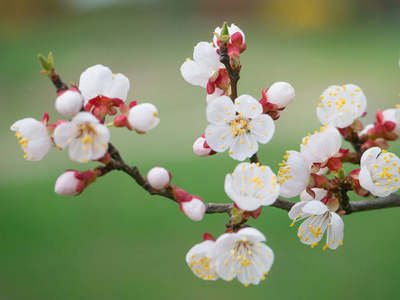 杏树开花树详细信息