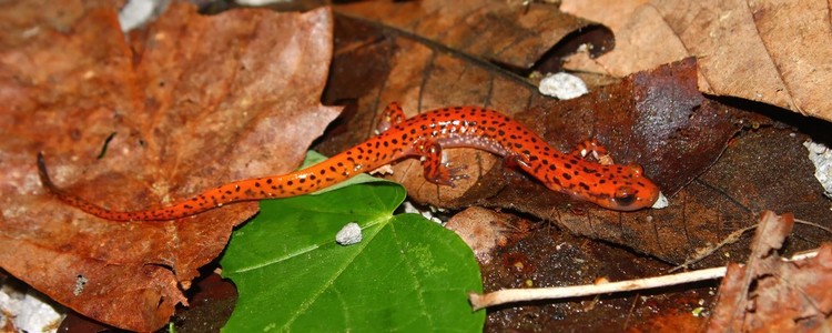 Cave SalamanderEurycea lucifuga